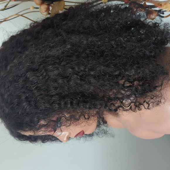 Burmese curling HH - Picture 3 of 5